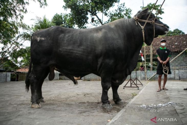 Sapi kurban 1,07 ton dari Presiden