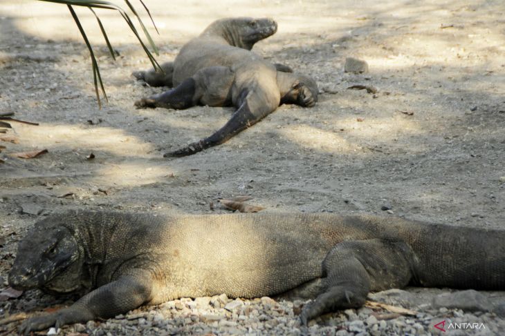 Maintaining balance between tourism and conservation on Komodo Island