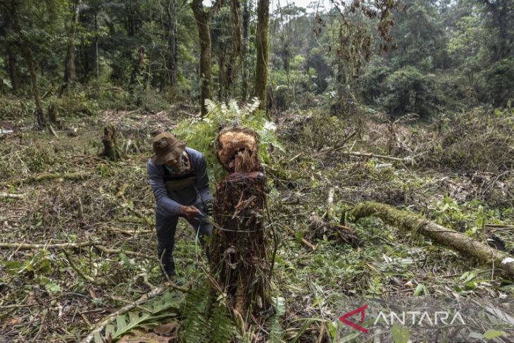 Pembalakan liar di gunung Cakrabuana 