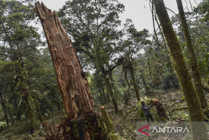 Pembalakan liar di gunung Cakrabuana 