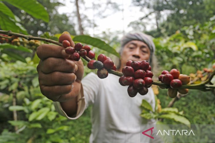 Nilai ekspor kopi Indonesia naik 