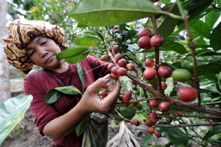 BRIN dorong percepatan inovasi tanaman perkebunan