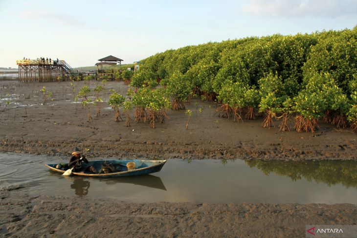 Restorasi Dan Konservasi Mangrove Harus Berjalan Seiring - ANTARA News ...