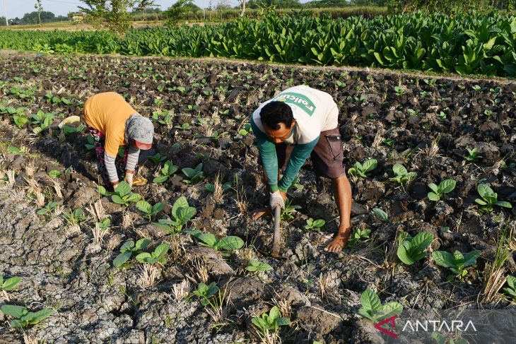 Petani Tembakau di Madiun