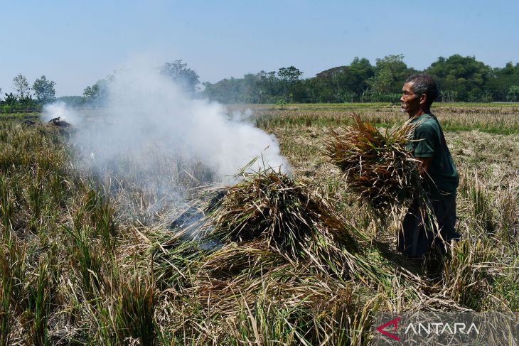 Gagal Panen Akibat Serangan Hama Wereng