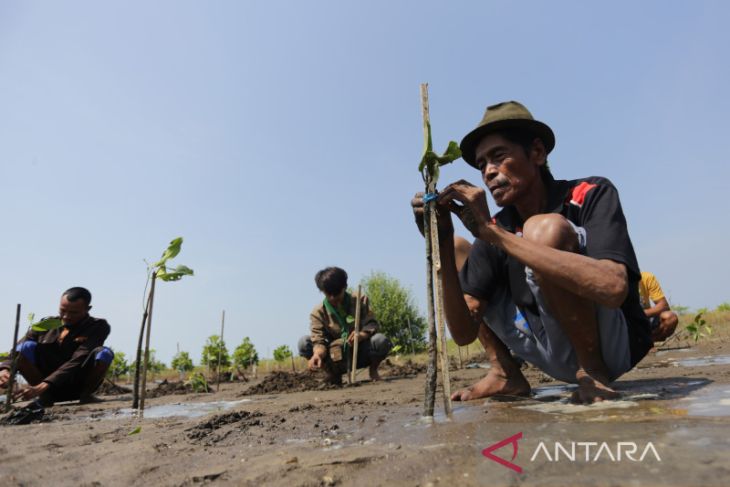 Peringatan Hari Mangrove Internasional 