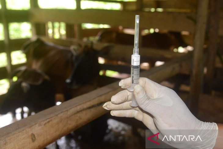 Vaksin PMK tahap pertama di Aceh Besar