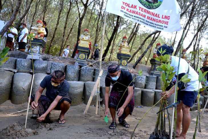 Warga Sanur menanam mangrove tolak terminal LNG