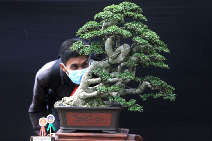 Pameran Bonsai Tingkat Nasional