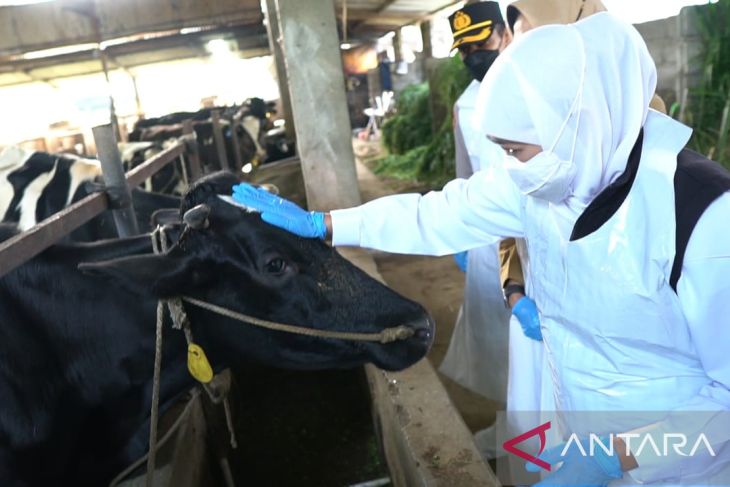 East Java has highest FMD vaccination achievement: Governor