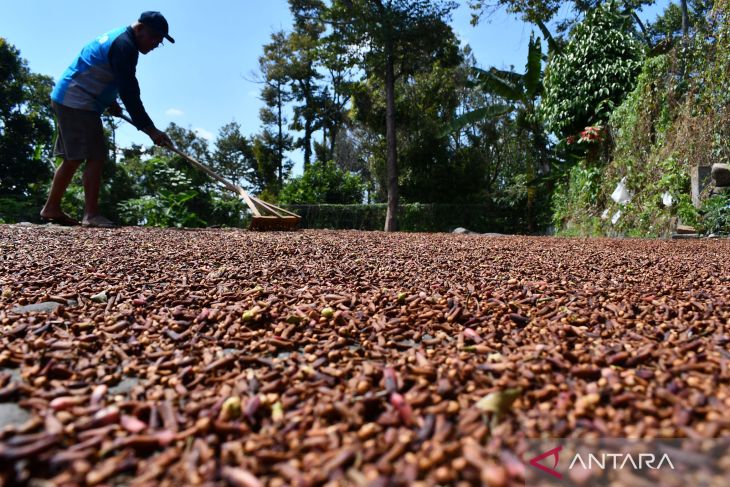 Harga Cengkeh di Madiun Naik