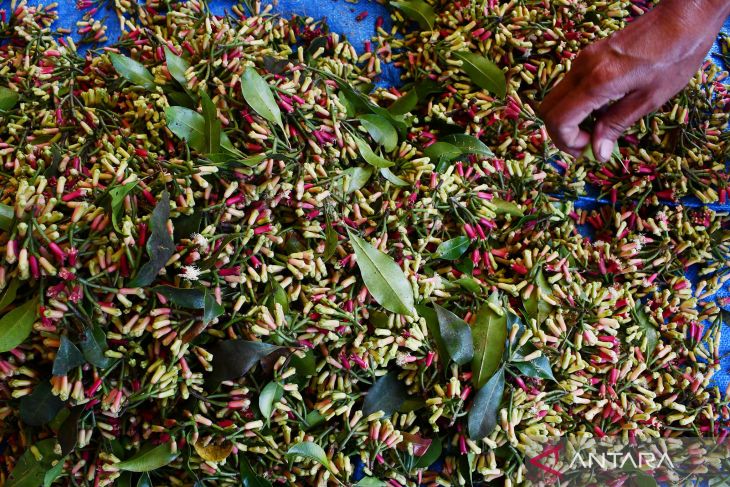 Harga Cengkeh di Madiun Naik