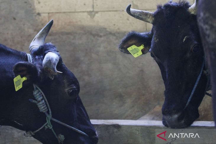 PEMASANGAN EAR TAG SAPI