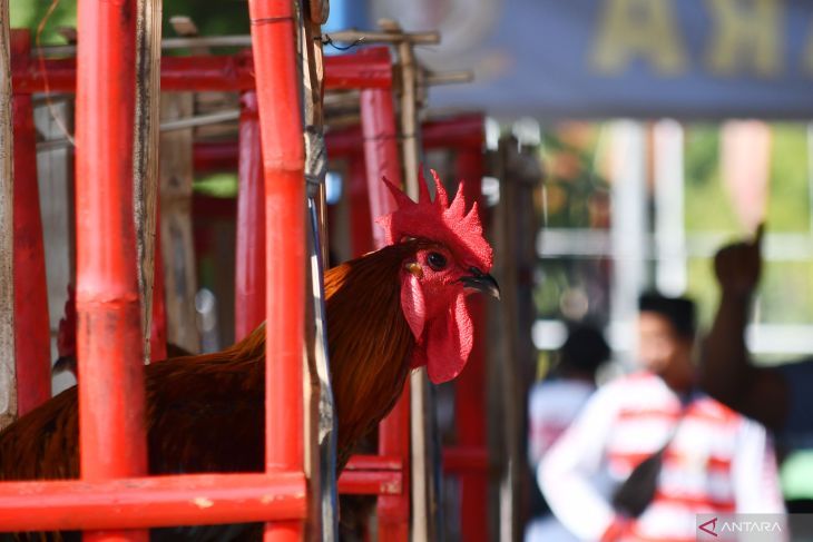 Kontes ayam pelung di Madiun