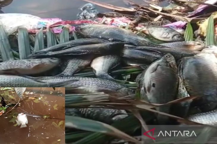 Ribuan ikan mati di Sungai Penago Seluma, diduga tercemar limbah pabrik sawit