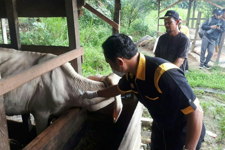 Dinas Pertanian Kabupaten PPU vaksin 900 ekor sapi