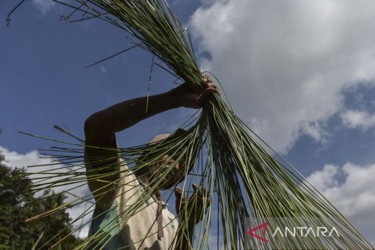 Panen mendong untuk bahan baku kerajinan