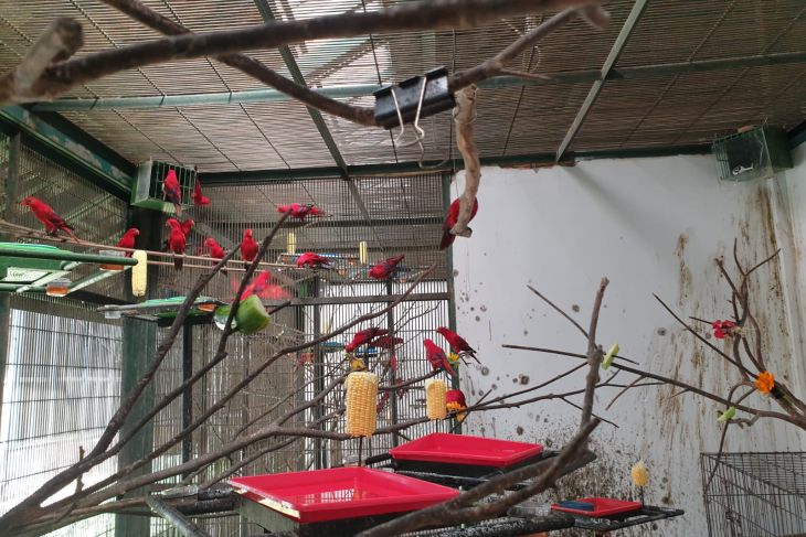 BRIN supports parrot-breeding efforts in Cibinong