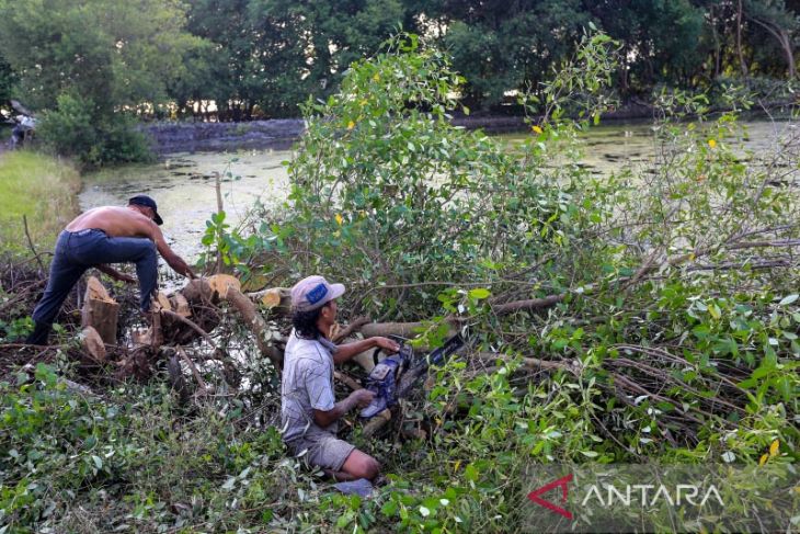 Kerusakan hutan Mangrove Indonesia 