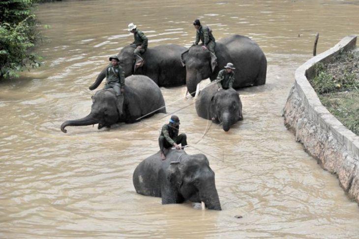 Peresmian Pusat Informasi Konservasi Gajah Tebo