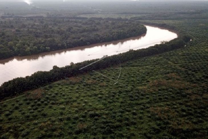 Alih fungsi hutan mangrove di Jambi