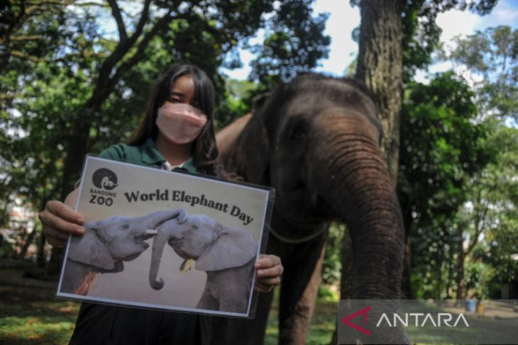 Peringatan Hari Gajah Internasional di Bandung 