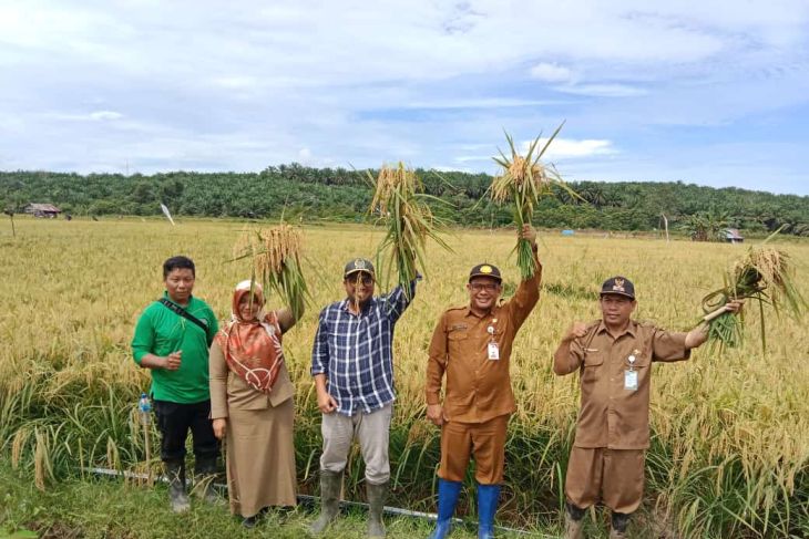 Melestarikan swasembada beras di Indonesia