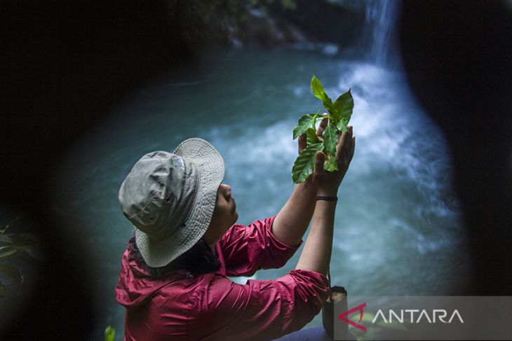 Penanaman Bibit Kopi di Lokasi Wisata Air Terjun Haratai