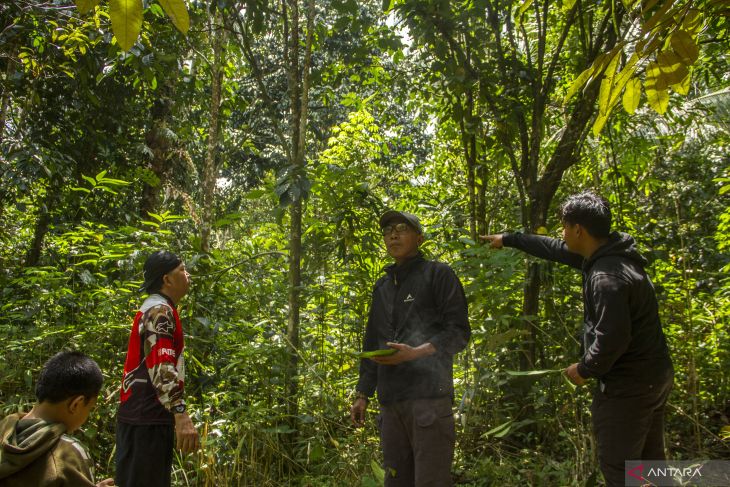 Penanaman Bibit Kopi di Lokasi Wisata Air Terjun Haratai