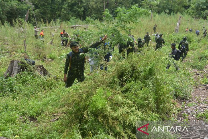 Pemusnahan tanaman ganja di Aceh Besar