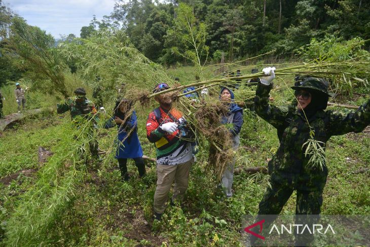 Pemusnahan tanaman ganja di Aceh Besar