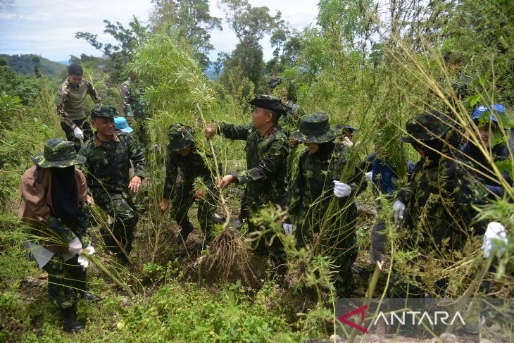 Pemusnahan tanaman ganja di Aceh Besar