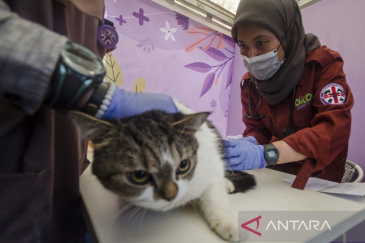 Vaksinasi rabies untuk kucing di Bandung 