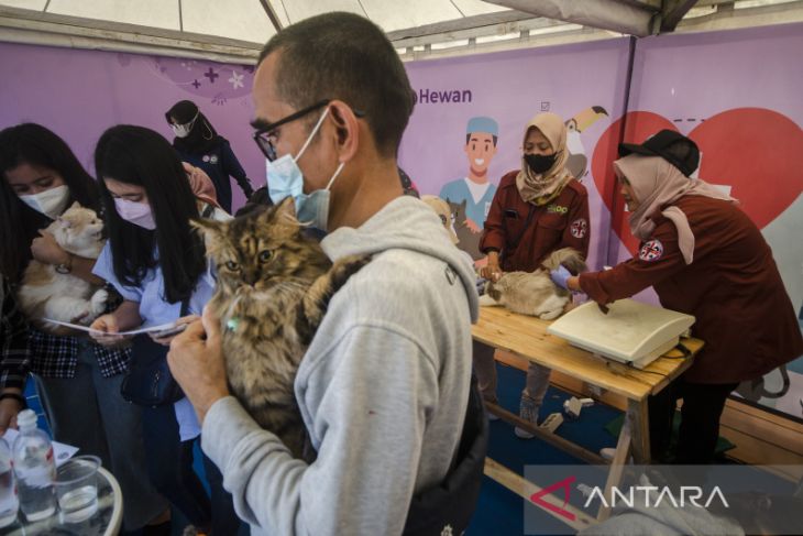 Vaksinasi rabies untuk kucing di Bandung 