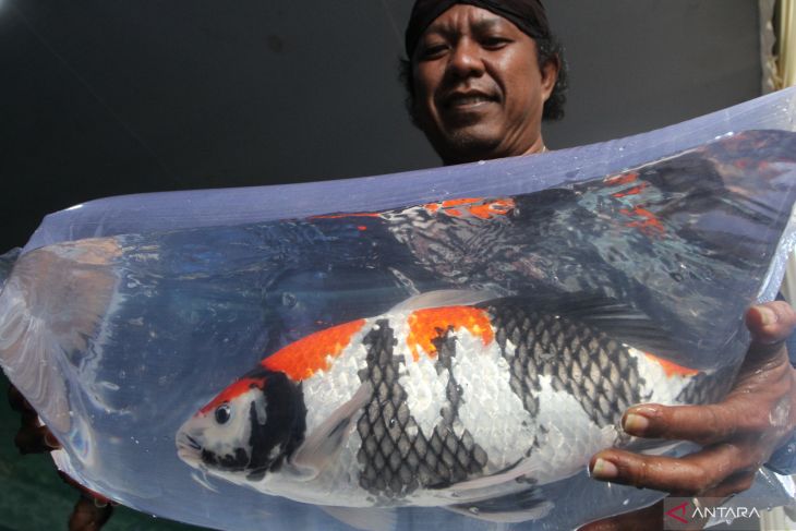 Kontes ikan koi di Malang