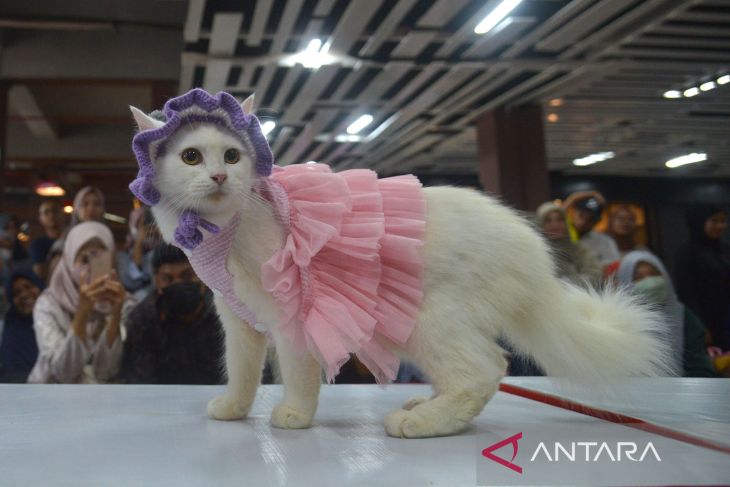 Lomba kucing peringatan hari kucing sedunia