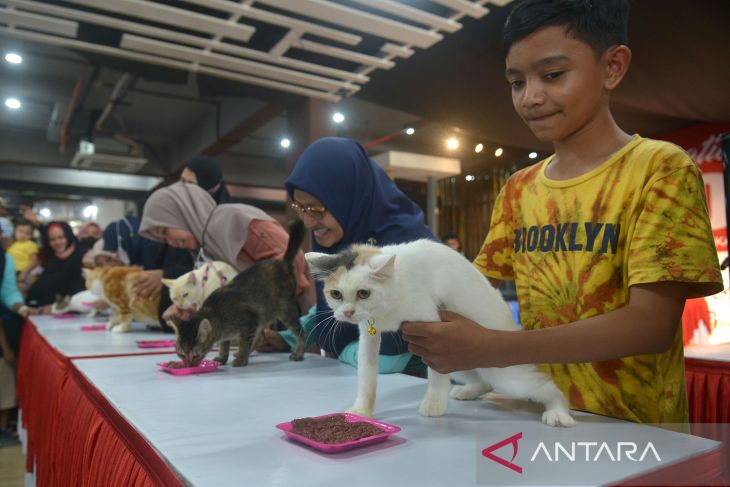 Lomba kucing peringatan hari kucing sedunia