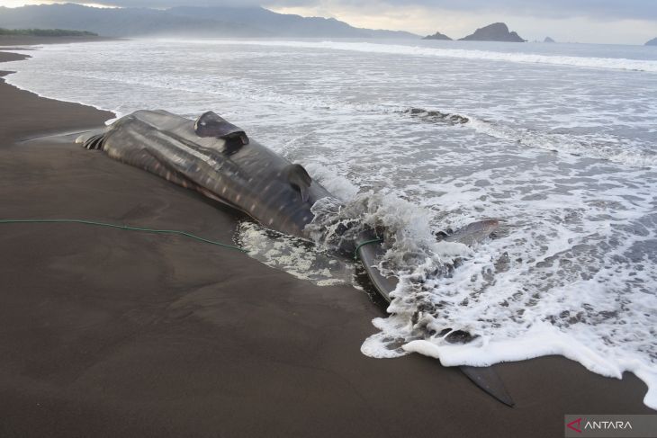 Hiu paus terdampar di Jember