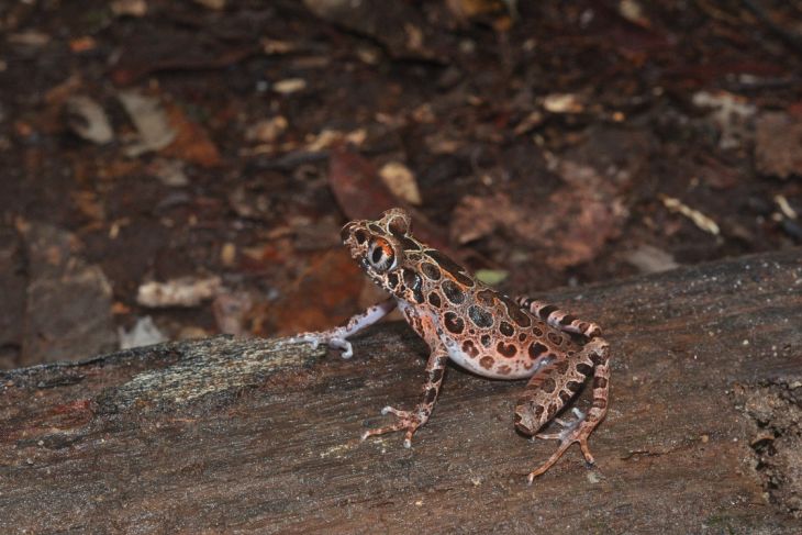 Balai Tanagupa Eksplorasi Herpetofauna - ANTARA News Kalimantan Barat