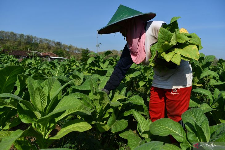 Panen tembakau di Ponorogo