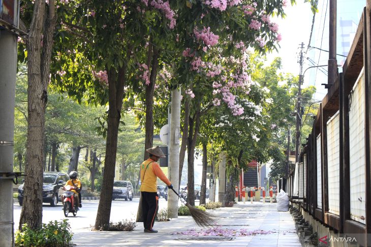 Bunga tabebuya di Surabaya