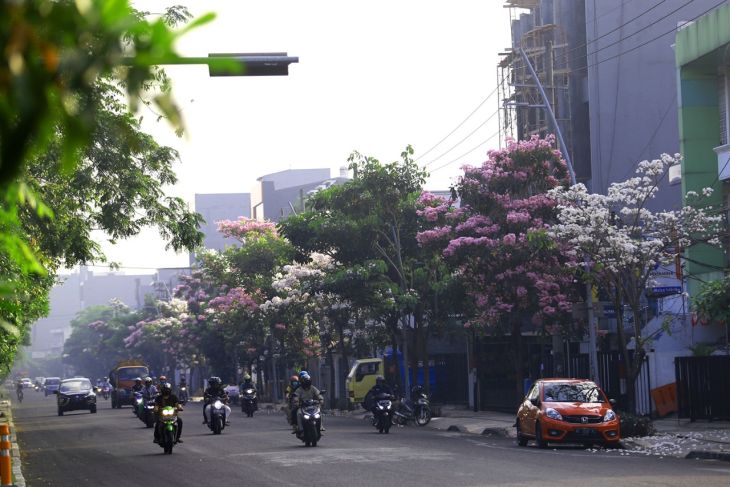 Tabebuia trees blossom along Surabaya's main streets
