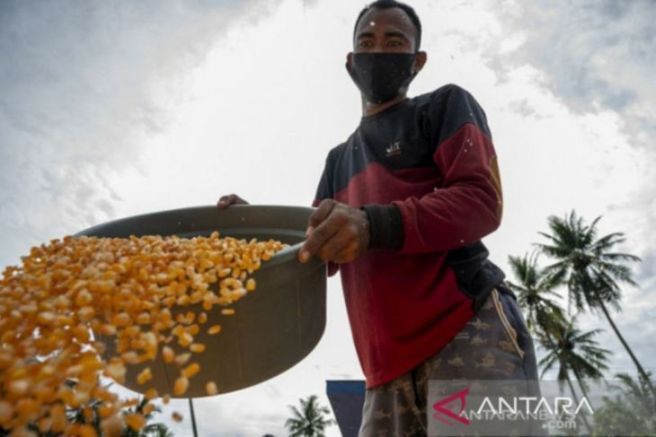 Indonesia dinilai berpeluang besar jadi eksportir jagung