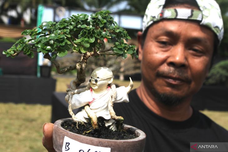 Kontes bonsai di Malang