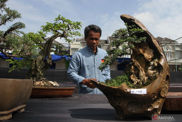 Kontes bonsai di Malang