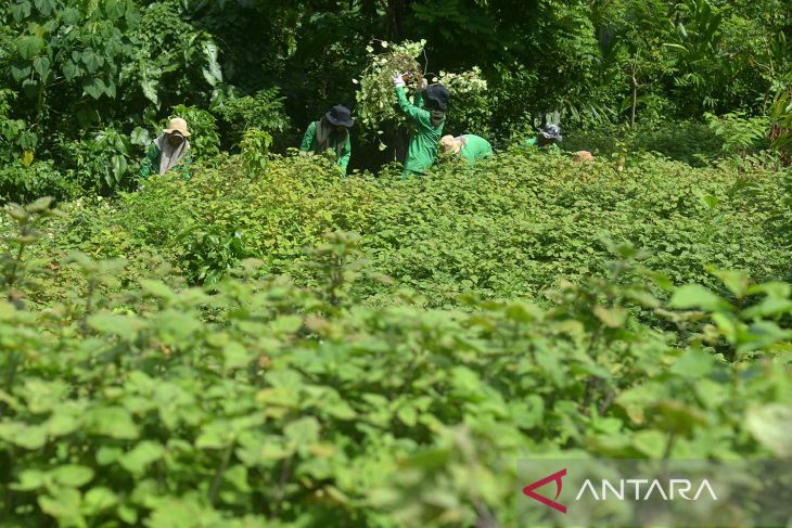 Panen dan produksi minyak atsiri di pedalaman Aceh Besar