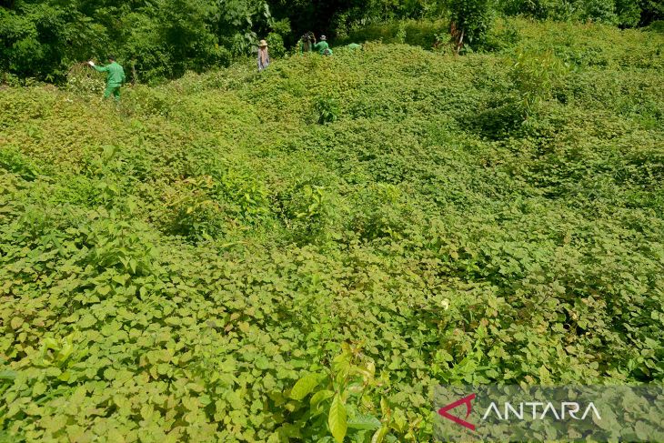 Panen dan produksi minyak atsiri di pedalaman Aceh Besar