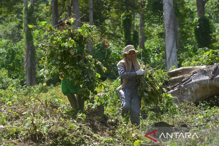 Panen dan produksi minyak atsiri di pedalaman Aceh Besar