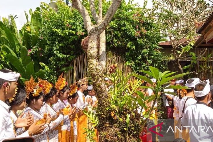 Umat Hindu  ikuti ritual Metatah massal gratis difasilitasi Pasemetonan AWBS