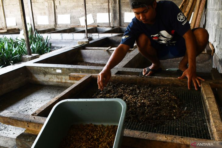 Budi daya larva maggot di Madiun